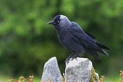 Eurasian Jackdaw